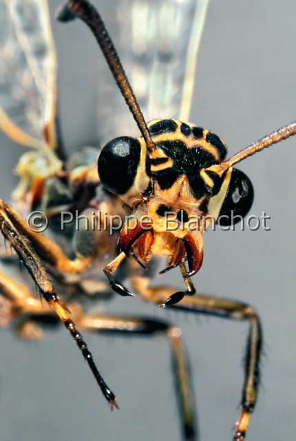 Distoleon tetragrammicus.JPG - in "Portraits d'insectes" ed. SeuilDistoleon tetragrammicusFourmilion tetragrammeAntlionNeuropteraMyrmeleontidaeFrance